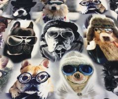 Hundar med glasögon